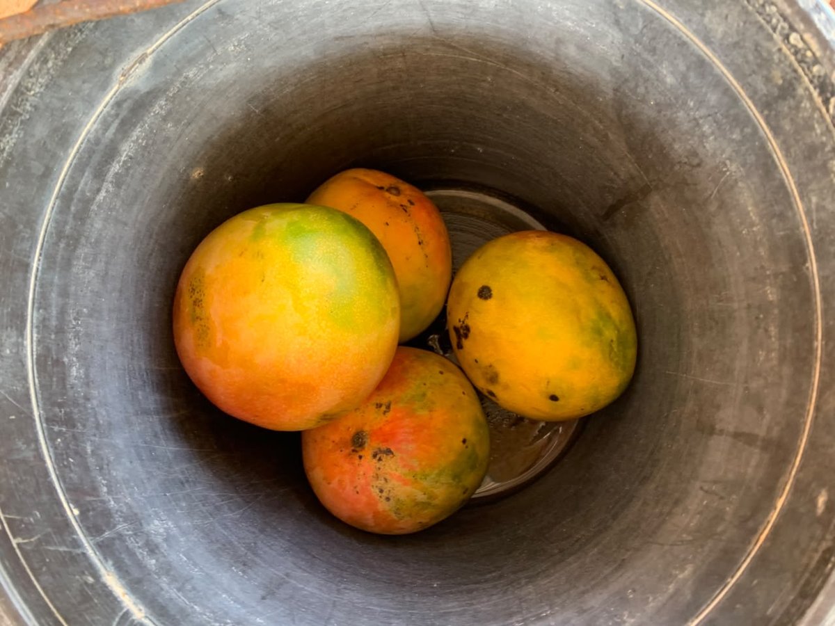 Ripe Cuban mangoes in a pot