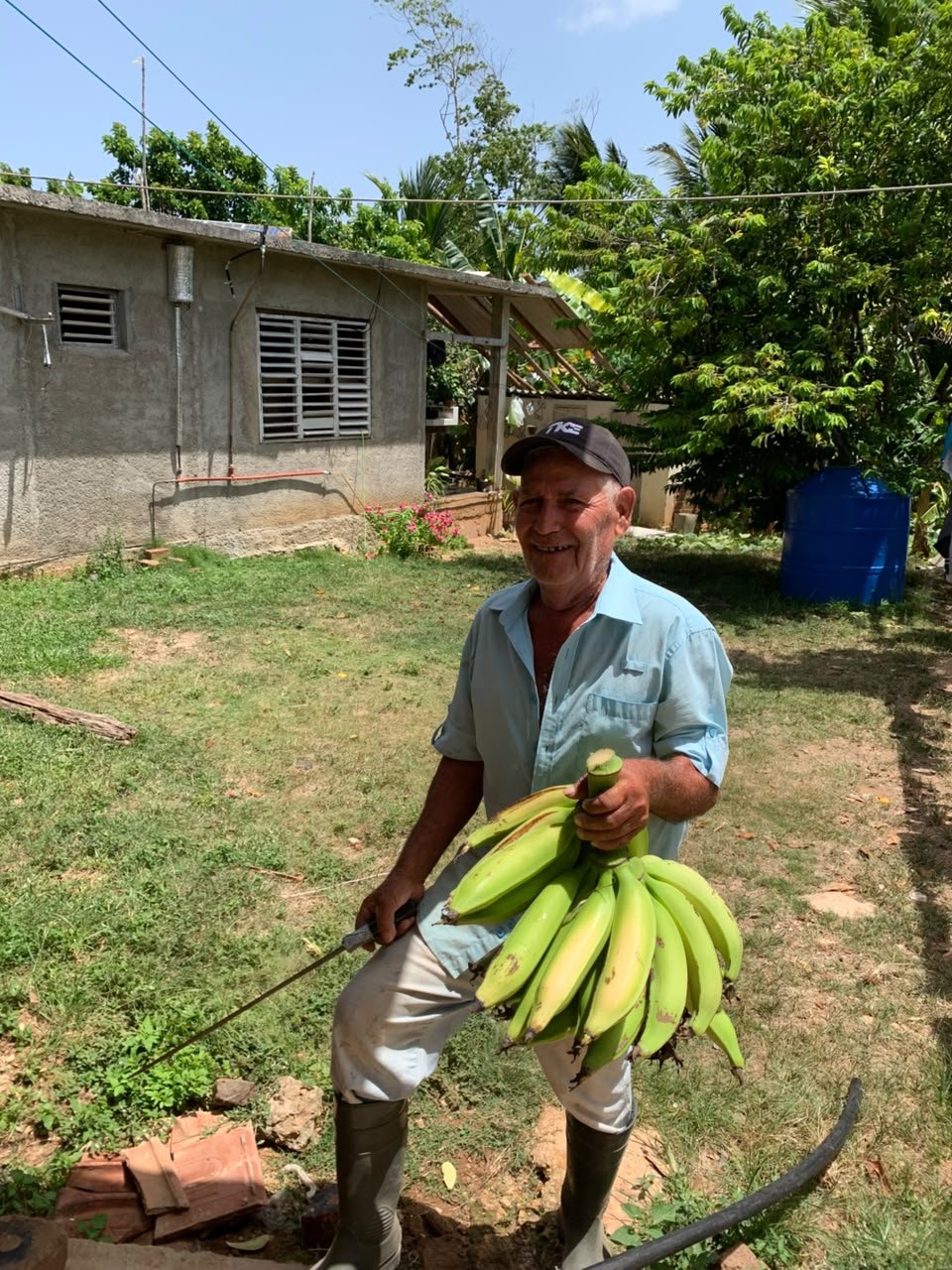A Cuban farmer holding a freshly cut bunch of plantains